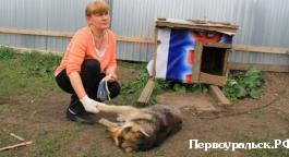 Надежная защита  Юлия Воронина взяла на себя заботу о бездомных животных