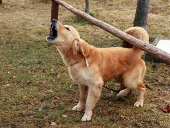 ���� ��� ������