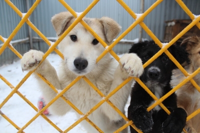 ���������������� ��������� ���������� � �������� �������� � ���� ������� ������������� ������ � ������������� ���������