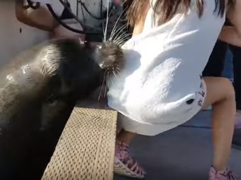 Морской лев схватил девочку и утащил под воду (ВИДЕО)