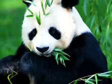 ����� ������������ ����������, ����� �������� ������ ������� � �������