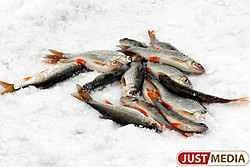 Ловись, рыбка, большая и маленькая! Соревнования по зимней ловле рыбы пройдут 7 апреля на Волчихинском водохранилище