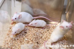 ������ �������� ����� ������ ������������