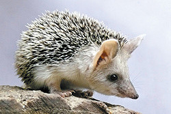 � ���������������� �������� ������������� ������ ����� ��-����������