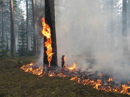 На Среднем Урале действуют 12 природных пожаров