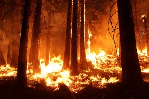 В Первоуральском районе продолжаются лесные пожары