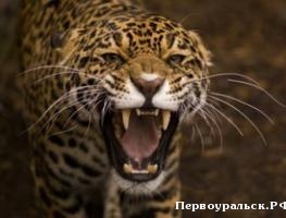 � ������������ ����� ��������� ���������� ��������