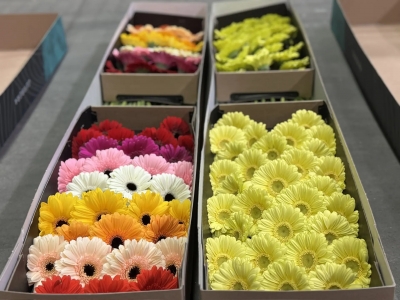 8 ��������� ������ ������� �� ���� � 8 �����