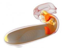 �������������� ����� ��������� �������� �������