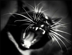 �� ������� ����� ������� ���, ��������� � ��� ����� �������� 