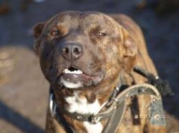 В Первоуральске в бойцовую собаку стреляли шесть раз из табельного оружия