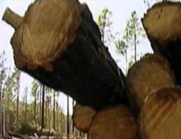 В Шалинском районе голодающий «черный лесоруб» нарубил леса на миллион.