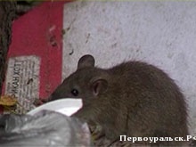 Первоуральск переживает крысиное нашествие