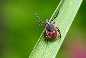 ����� � ���� ������ �������� ��� 17 �������������.