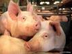 С 24 января в России введен запрет на ввоз свинины из Германии