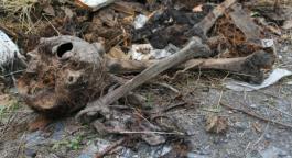 На первоуральском кладбище в куче мусора нашли человеческие кости