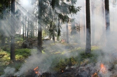 В Свердловской области сохраняется чрезвычайная пожарная опасность
