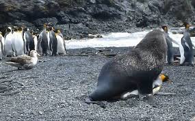 Учёные заинтересовались изнасилованиями пингвинов морскими котиками