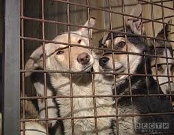 Свердловский суд запретил строительство приюта для бездомных животных  в Первоуральске