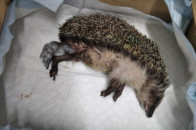 � ������������� ������ ���, ������� ���� �� ������� ����� ��-�� ���������. ���� 18+