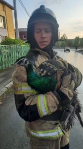 � ������������� �������� ������ ����������� �� ������ �������