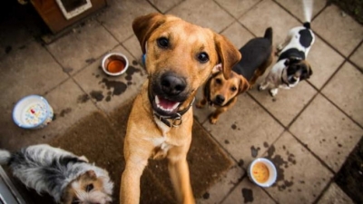 � ���� ���� ��������� ������ �������� ��������� 509 ������������ �����