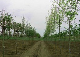 � 2012 ���� � ������������ ������� ����������� 5,5 ����� �������� ����