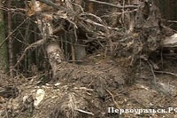 Первоуральские спасатели почти ежедневно выезжают на поиски заблудившихся в лесу. Видео