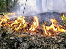В Свердловских лесах за сутки возник 31 пожар