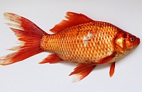 	Золотая рыбка в жидком азоте